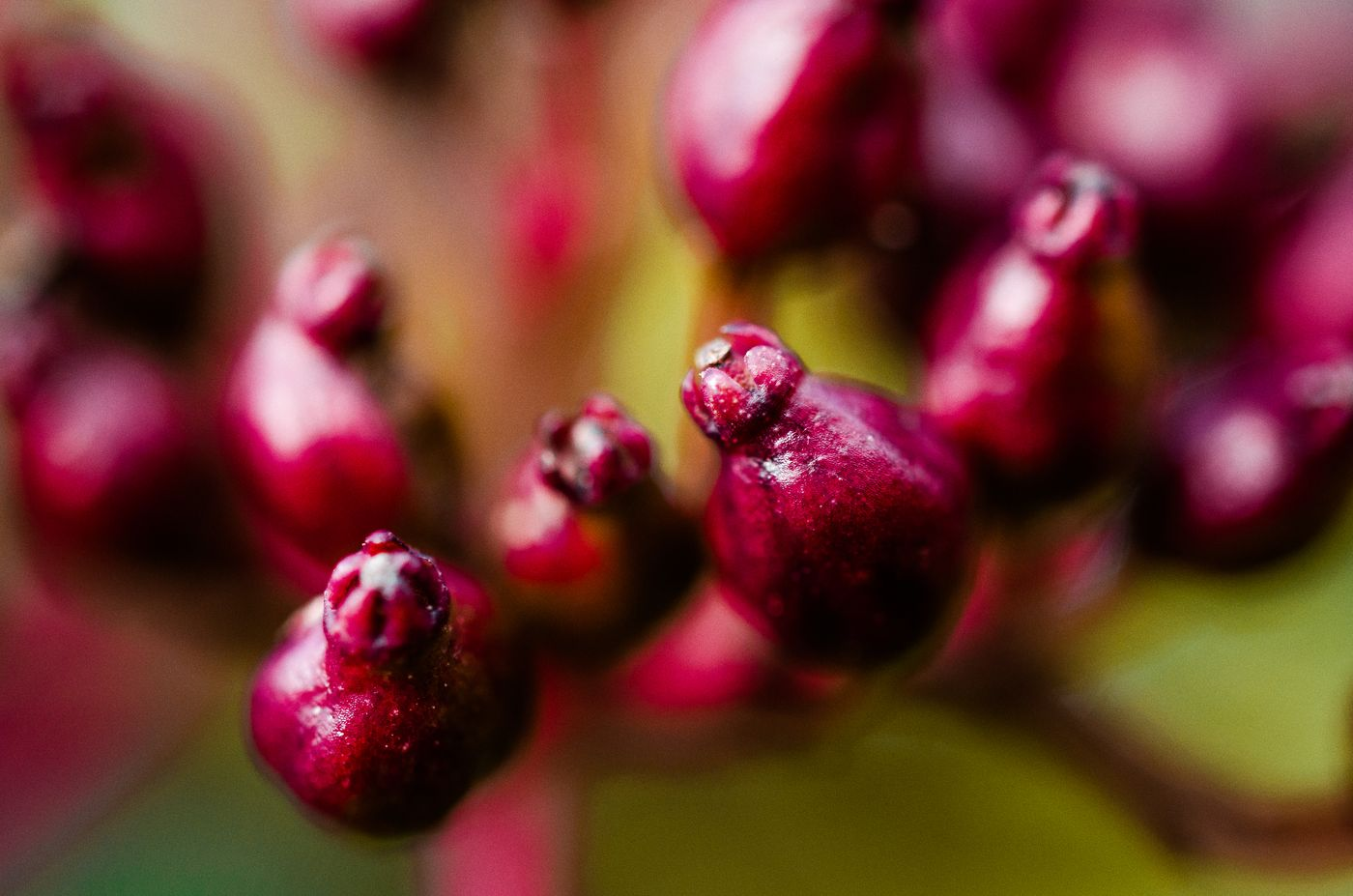 macro chloé rioual